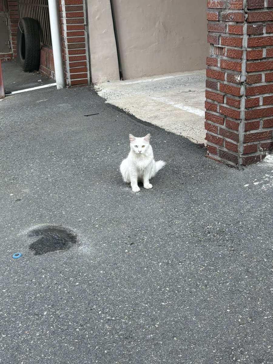 ekaangin's tweet photo. 알바끝끝👍👍
((글고 오늘아침에 알바하러 가는길에 고양이 봤어용ㅎㅎ🐱🐱)) https://t.co/8Xq4VvrwkH