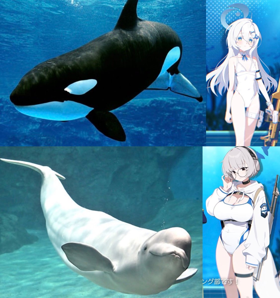 Shil_archive's tweet photo. ブルーアーカイブ
【うすほそのシャチ/むちむちのイルカ】 https://t.co/K0c4dZLwxn