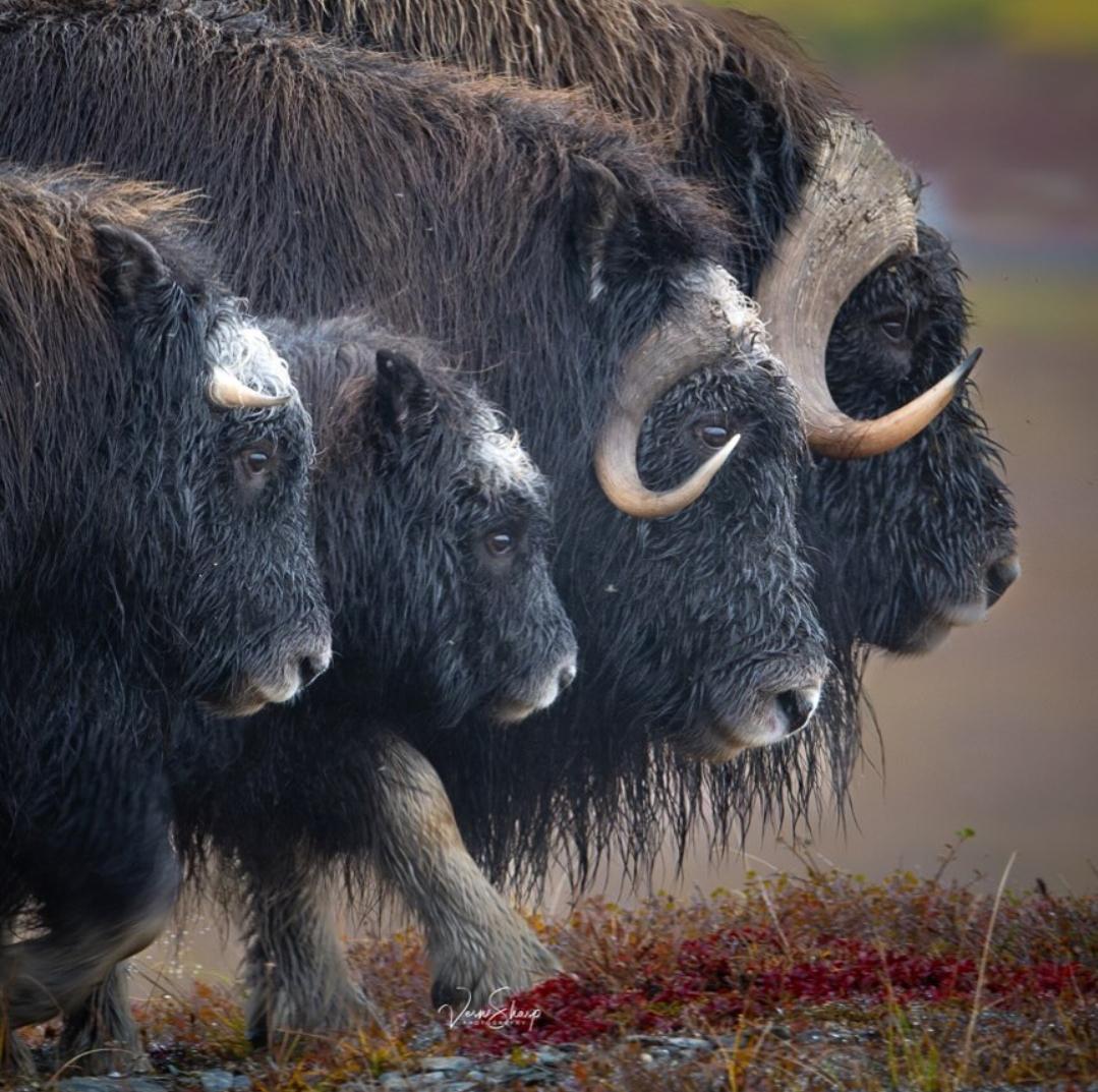 yonata_joel's tweet photo. The underwool of a Musk Ox is called "Qiviut" &amp; is a very valuable fiber. It's extremely soft &amp; 8 times warmer than wool by weight yet not itchy like wool can be as the fibers lack the hooks &amp; barbs wool has. A 1 oz skein of Qiviut Yarn fetches close to $100.
#animal #education https://t.co/n5unjUjAOL