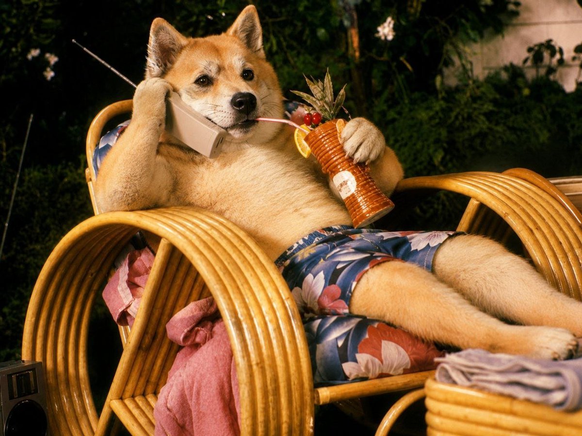 tickerDOGE2's tweet photo. how imma be posted up in turks n caicos once $DOGE2 hits $0.01 https://t.co/REkwKI2SB6