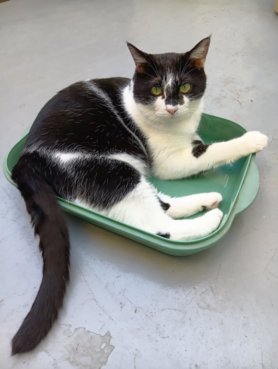himawari2601's tweet photo. わざわざ入るよね(⁠^⁠^⁠)
 #猫のいる暮らし #ハチワレ https://t.co/eVN8tPHuQD