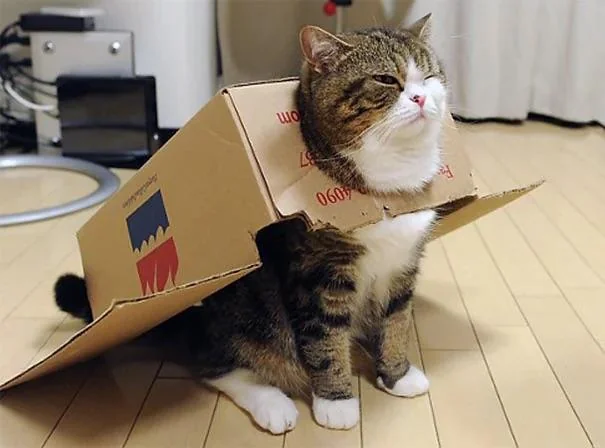 MaruBoxCat's tweet photo. #MARU #Solana #Memecoin

CA: DBvU4CDo5RpWU9htYbXXowrvNYD9nFgJbDVLLNYXpump https://t.co/3DYa2ITkAH