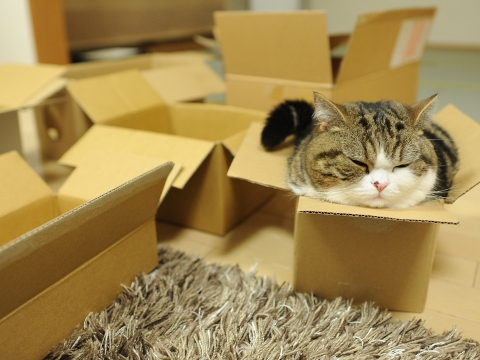 MaruBoxCat's tweet photo. #MARU #Solana #Memecoin

CA: DBvU4CDo5RpWU9htYbXXowrvNYD9nFgJbDVLLNYXpump https://t.co/B6ta3d1TDH