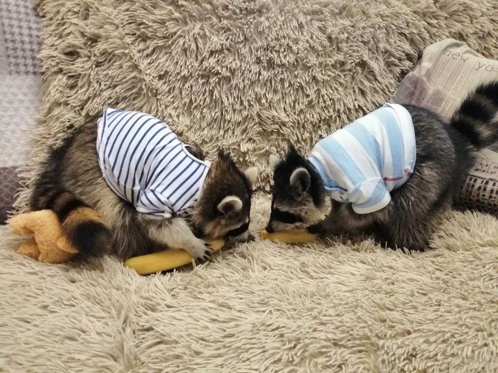 nekonomical's tweet photo. 🦝「相撲しようぜなのだ！」
🦝「なるほどそうかなのだ！」 https://t.co/evygXCxe80