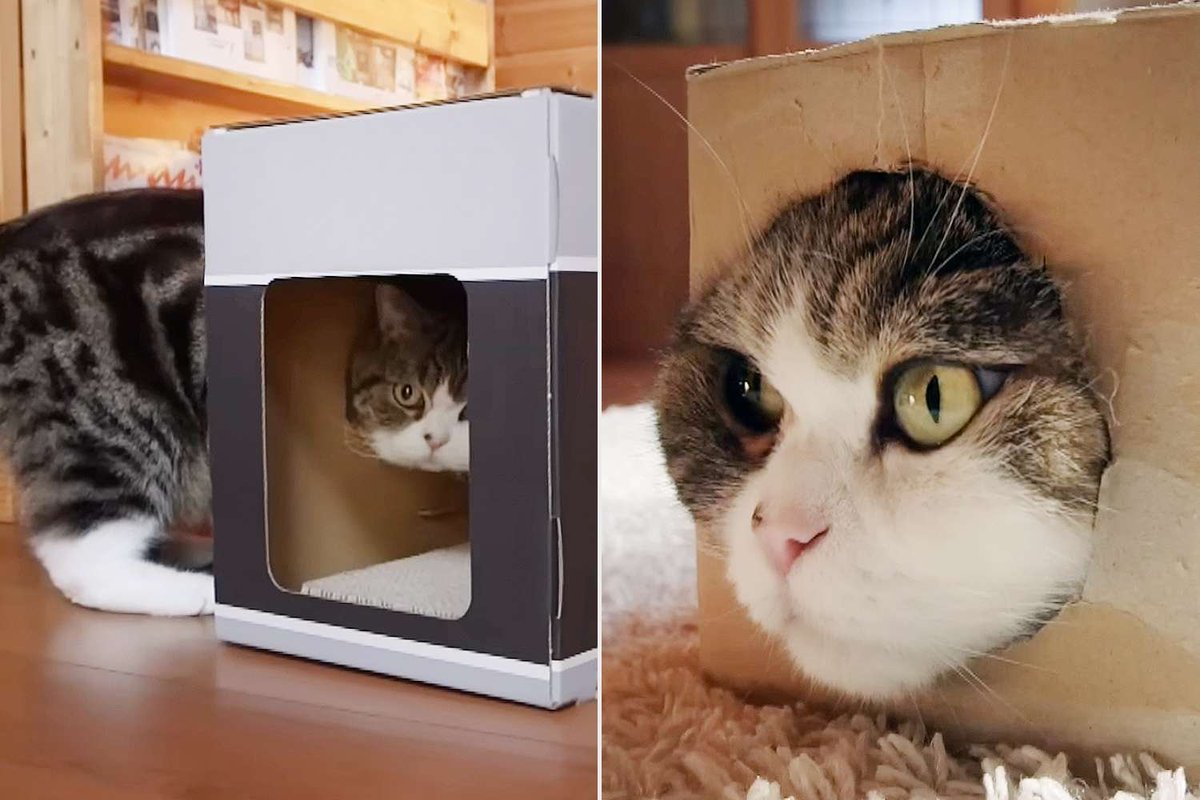 MaruBoxCat's tweet photo. Every box is a door when you're the Master. 📦🐱

$MARU always finds a way in.

CA: DBvU4CDo5RpWU9htYbXXowrvNYD9nFgJbDVLLNYXpump

#MARU #Solana https://t.co/LbkbQHSdiJ