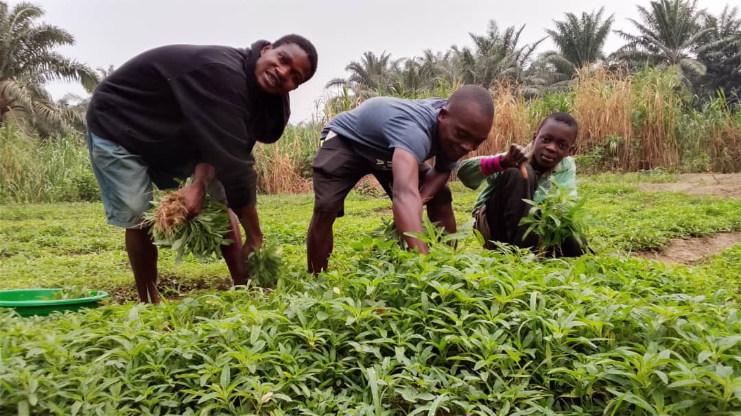 ffcrdc's tweet photo. L’autonomisation, c’est donner aux femmes et aux jeunes les moyens de développer leurs compétences, de créer des opportunités, de générer des revenus et de prendre une place active dans le développement de leur communauté.
Chaque initiative, chaque apprentissage et chaque graine plantée aujourd’hui peut devenir une source de revenus, de dignité et d’espoir pour demain.