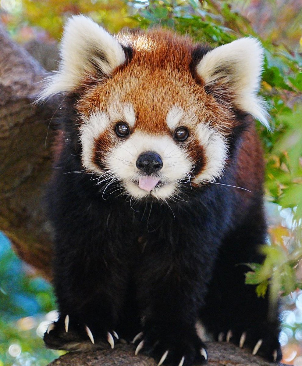 ichikawa_zoo's tweet photo. イイ顔はこんな感じ https://t.co/DjVHeAJJdS