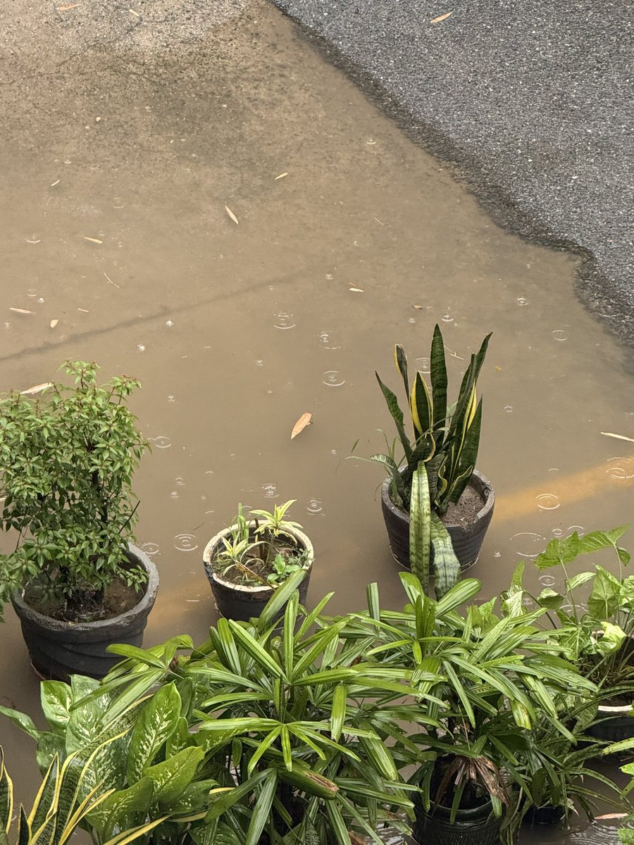 vish_dreams's tweet photo. Continous water logging in Meera Bagh A block Everytime post rain 

@dcrohinizone  @MCD_Delhi @gupta_rekha https://t.co/brwMHDKUv1