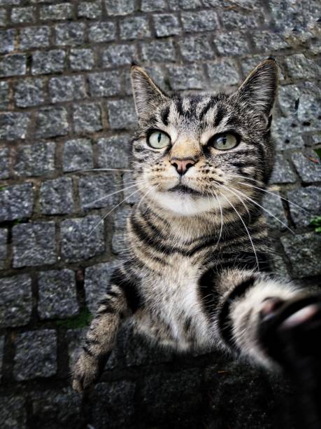 tgadd9kca's tweet photo. 山の新緑シーズンに猫🐱🌿 緑に癒される https://t.co/4UKwTG05Og