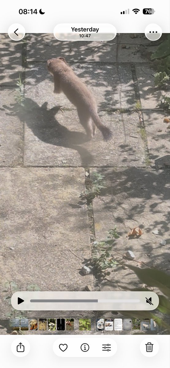 AlexRedston's tweet photo. @ErmineAmies @WildlifeTrusts Seems very big for a stoat, tail was bushy and that slab is 29cm so estimated based on angle of sun, time of day and location + lots of maths gives about 31cm body and 14cm tail which supports a large stoat, thanks for the pointers . A fine creature nonetheless. https://t.co/q9Q14SfTFr