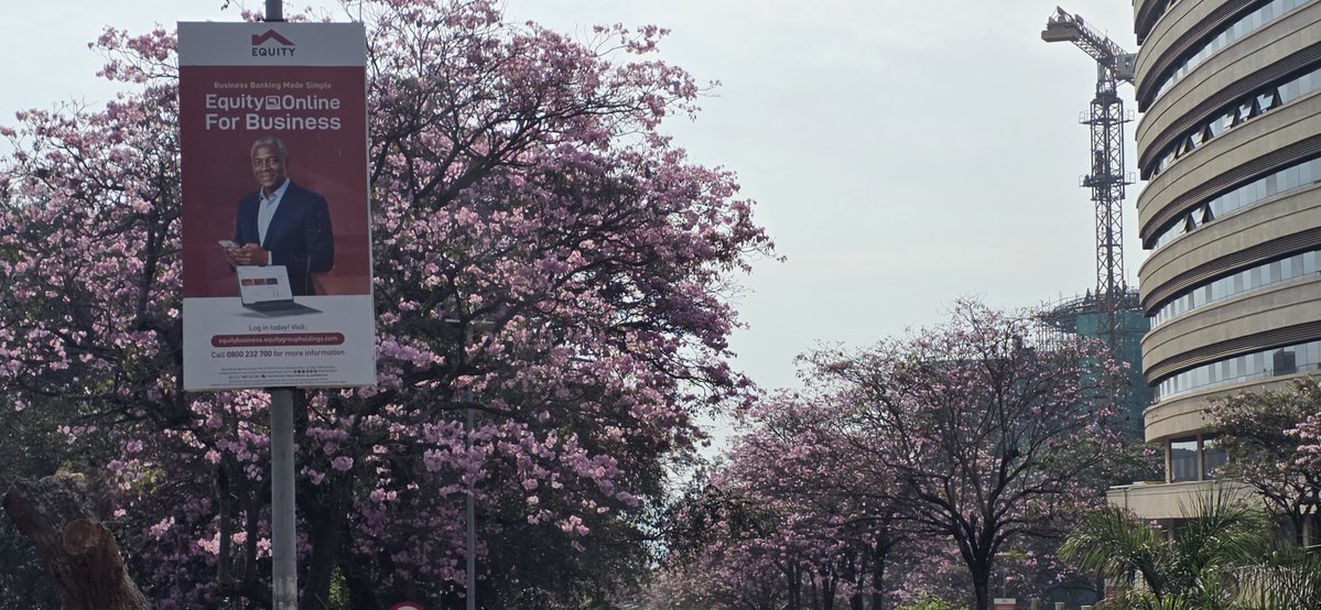 Sudhirntv's tweet photo. This is not the cherry blossom of Japan; it's Nile Avenue in Kampala. https://t.co/FOQyL7qOmL
