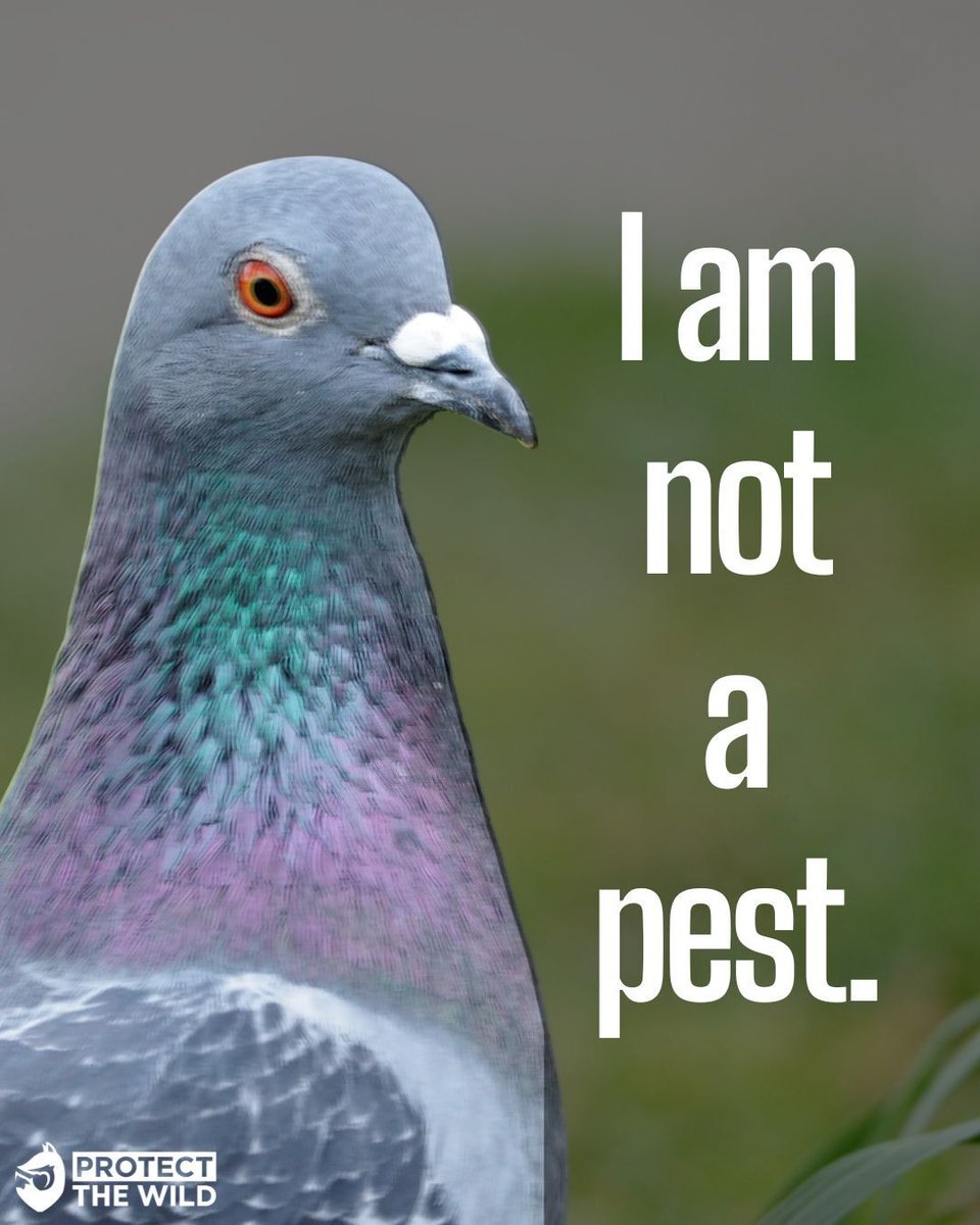ProtectTheWild_'s tweet photo. Pigeons are not pests! Do you agree? https://t.co/etvwUkSLFx