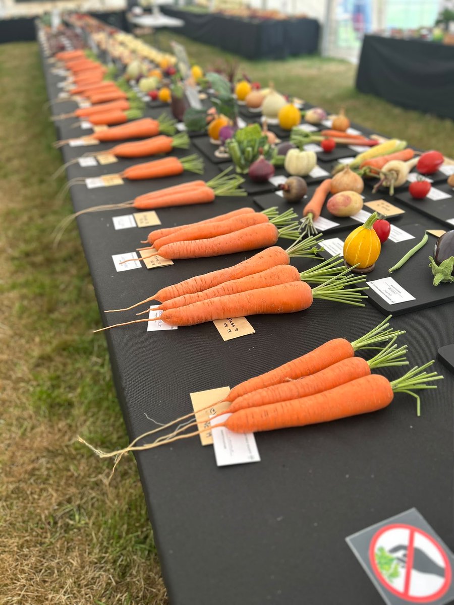 medwynsofangles's tweet photo. The Best exhibit in the Show went to Michael Mc Coldrick with a brilliant two plates of Kestrel and Winston. The Winston were superb with great Uniformity and skin condition akin to silk!  John Lowe won the tomato class with Damaress that’s no longer commercially available https://t.co/AFKqIZIAW0