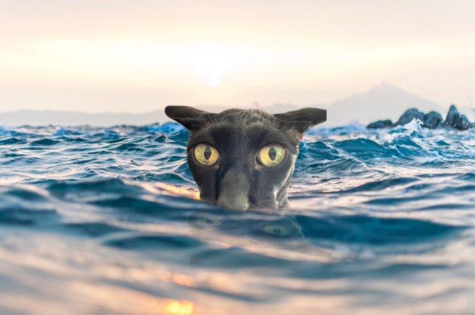 EvilLarry_cat's tweet photo. You'll find $Larry everywhere. https://t.co/Al3HAVNrqe