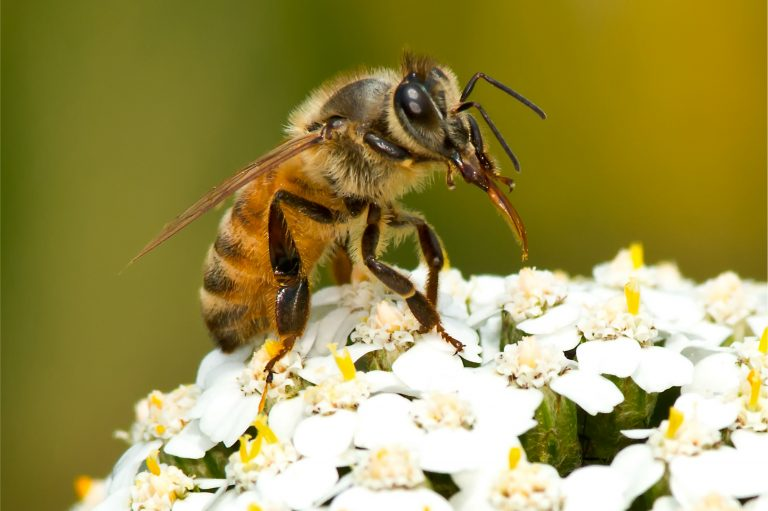 ResourceToday's tweet photo. Extreme heat poses a greater threat to Australian bees, according to a new study in the journal Nature Communications @NatureComms. https://t.co/2WlS5GQ3vx