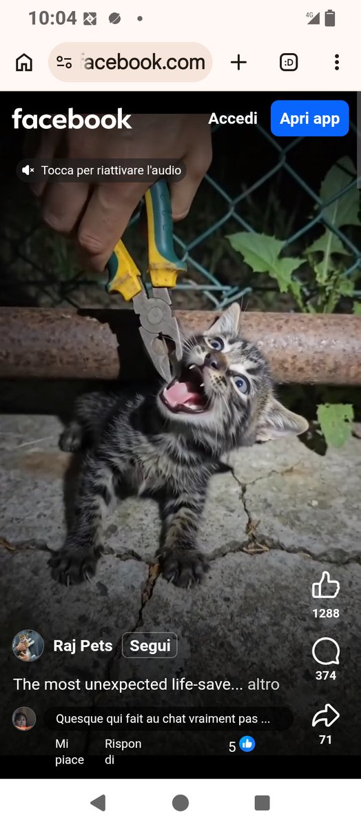 PaoloOchi's tweet photo. Fermiamo i maltrattamenti sugli animali.Questi Bastardi devono essere denunciati .Prego la Polizia Postale di fare qualcosa .😡 https://t.co/wfrCiC3jlv