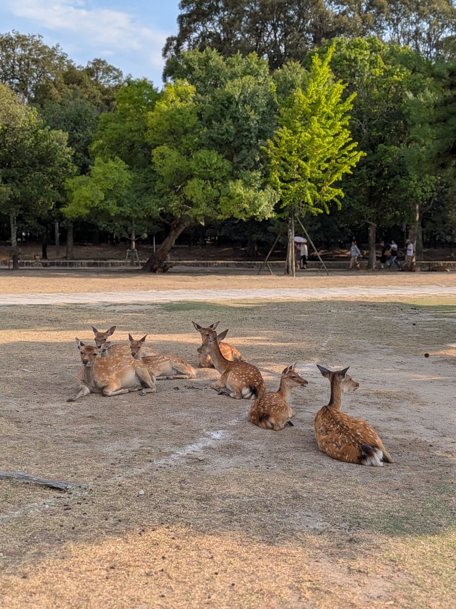 shooooeva's tweet photo. 奈良公園からの春日大社 https://t.co/L5ipFocRon