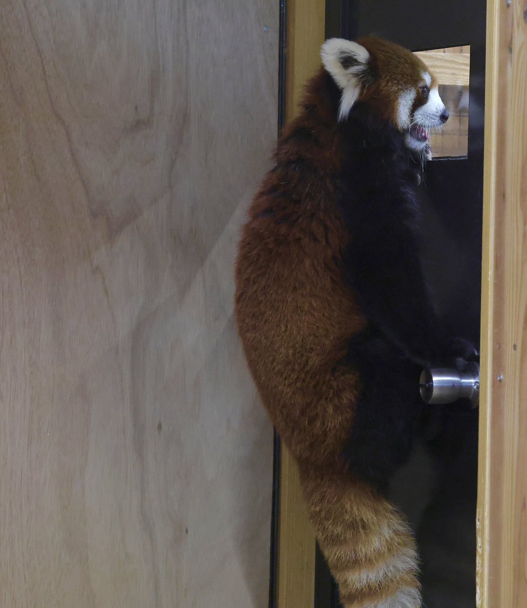 bara6021762's tweet photo. 飼育員さんがお部屋に居るのをキャッチして扉をよじ登って確認してる杏香ちゃん可愛いね。出て来た飼育員さんにフィーダーをおねだり。
8月22日
#豊橋市総合動植物園公園
#のんほいパーク豊橋
#杏香 https://t.co/ny9KTnZdsw