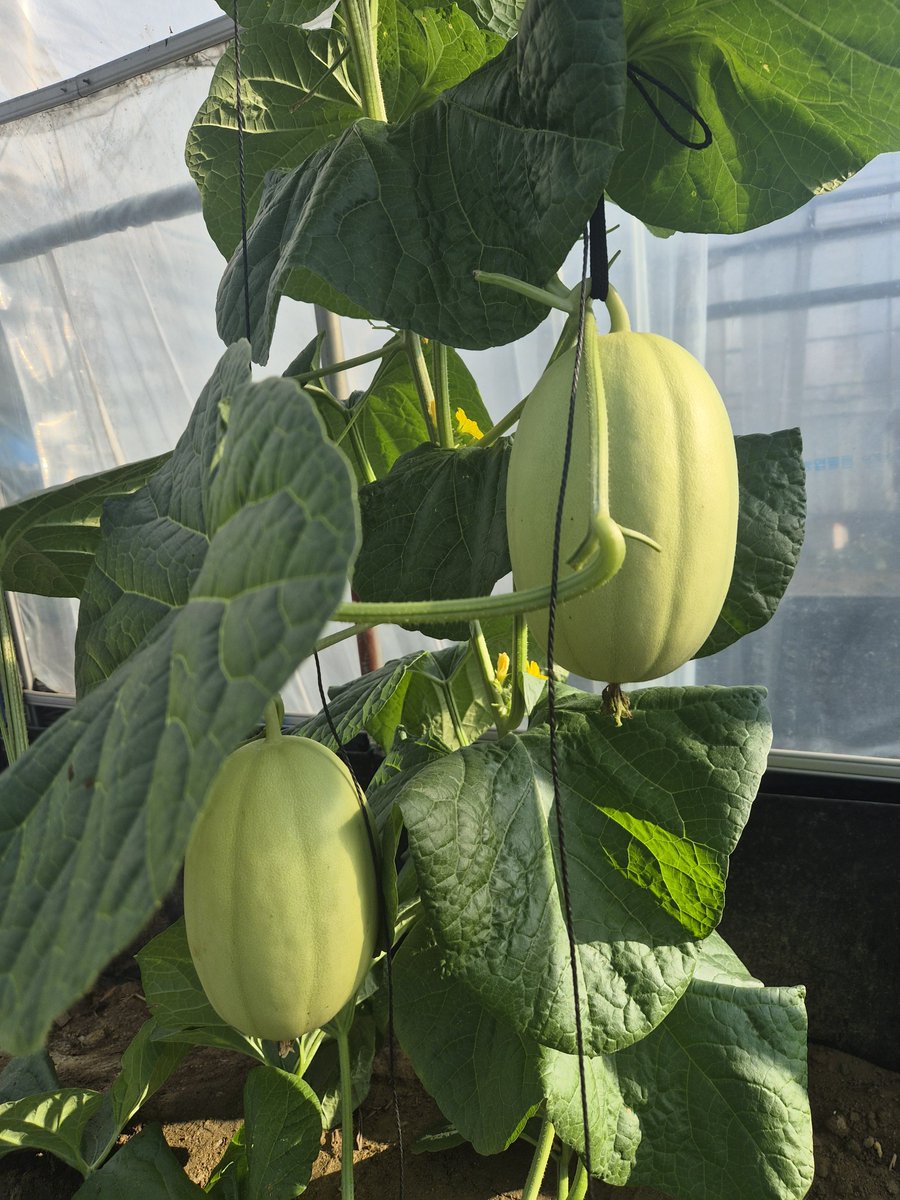 meloncountry0's tweet photo. 안녕하세요, 메나입니다 😊

여러분 모두 늦여름 건강하게 잘 보내고 계신가요?

농장에서는 가을에 만나보실 설원멜론이 맛있게 익어가고 있습니다. 🍈

항상 메나의 농장을 지켜봐주시고 응원해주셔서 감사합니다.❤️😀 https://t.co/zbA3Wgzz3L
