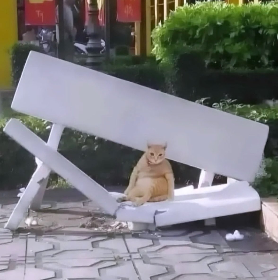BestOfMeow's tweet photo. Pose https://t.co/fuZp3ZYJgm