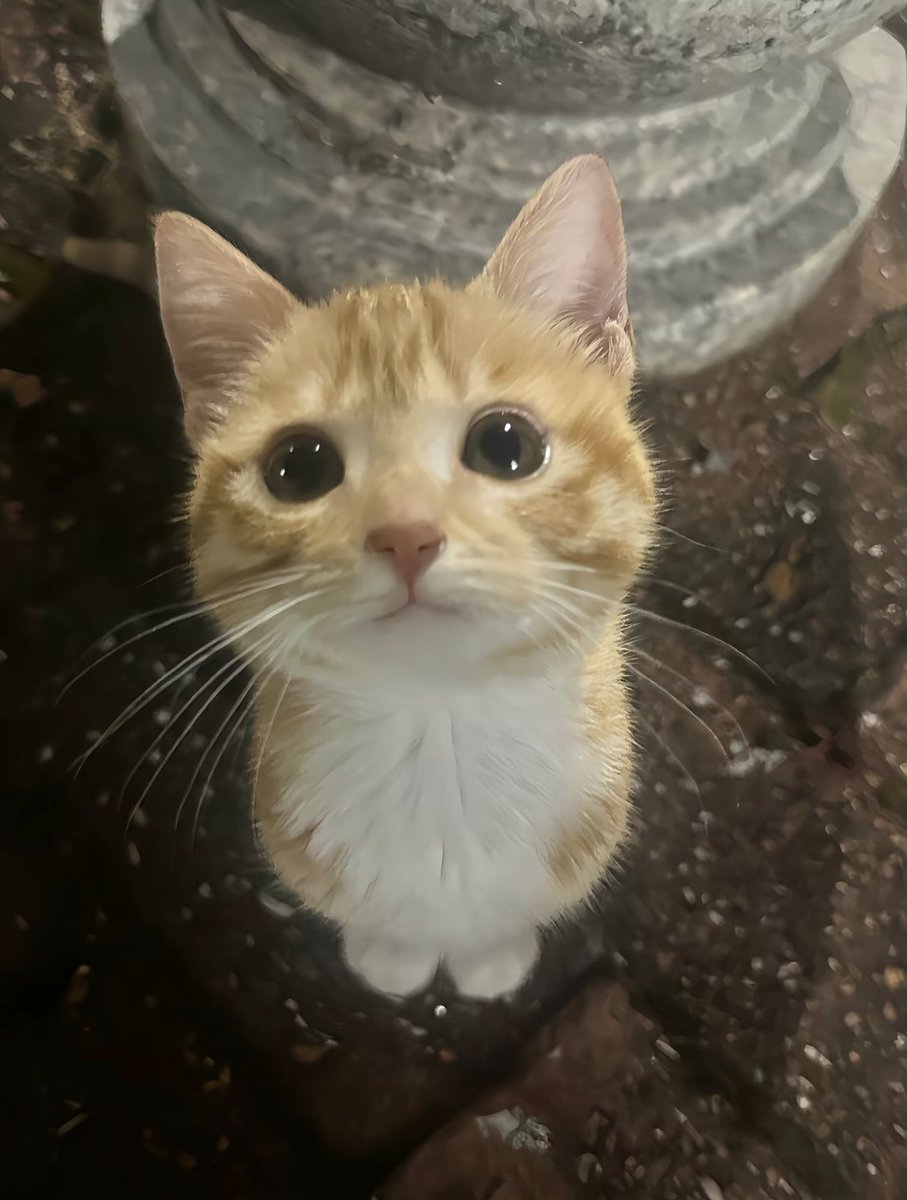 BestOfMeow's tweet photo. How innocent his eyes 👀 https://t.co/DJSiIH7x5v
