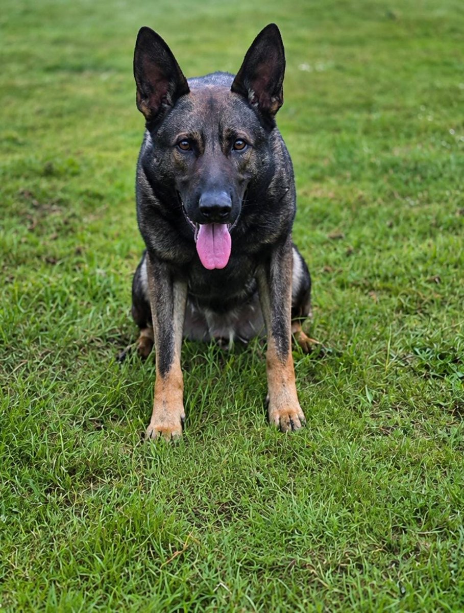 MerPolDogs tweet picture