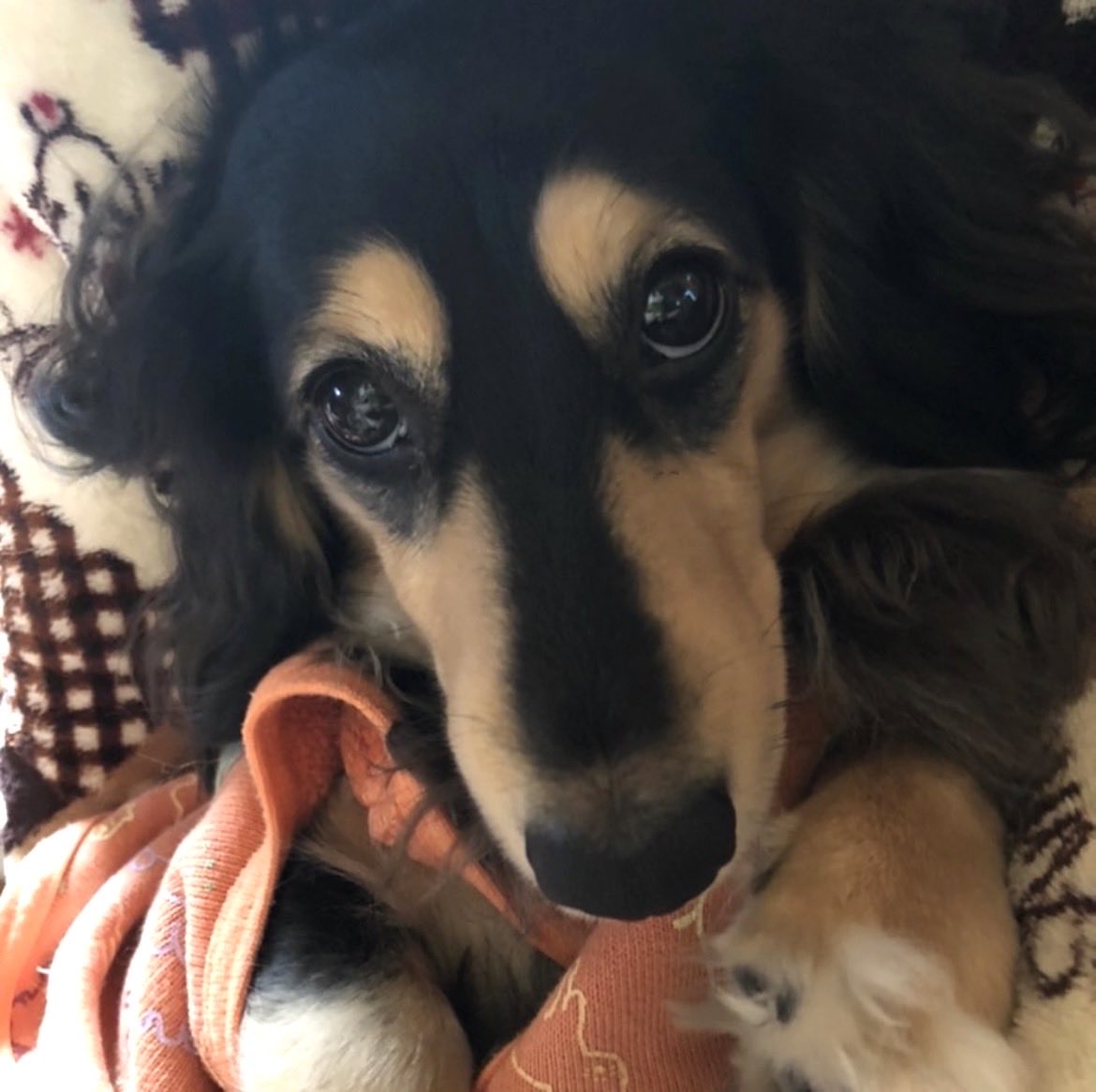 mayureo0714's tweet photo. こんにちは

U^ェ^U♡
#ミニチュアダックス
#犬のいる暮らし https://t.co/HVC2FHEvZS