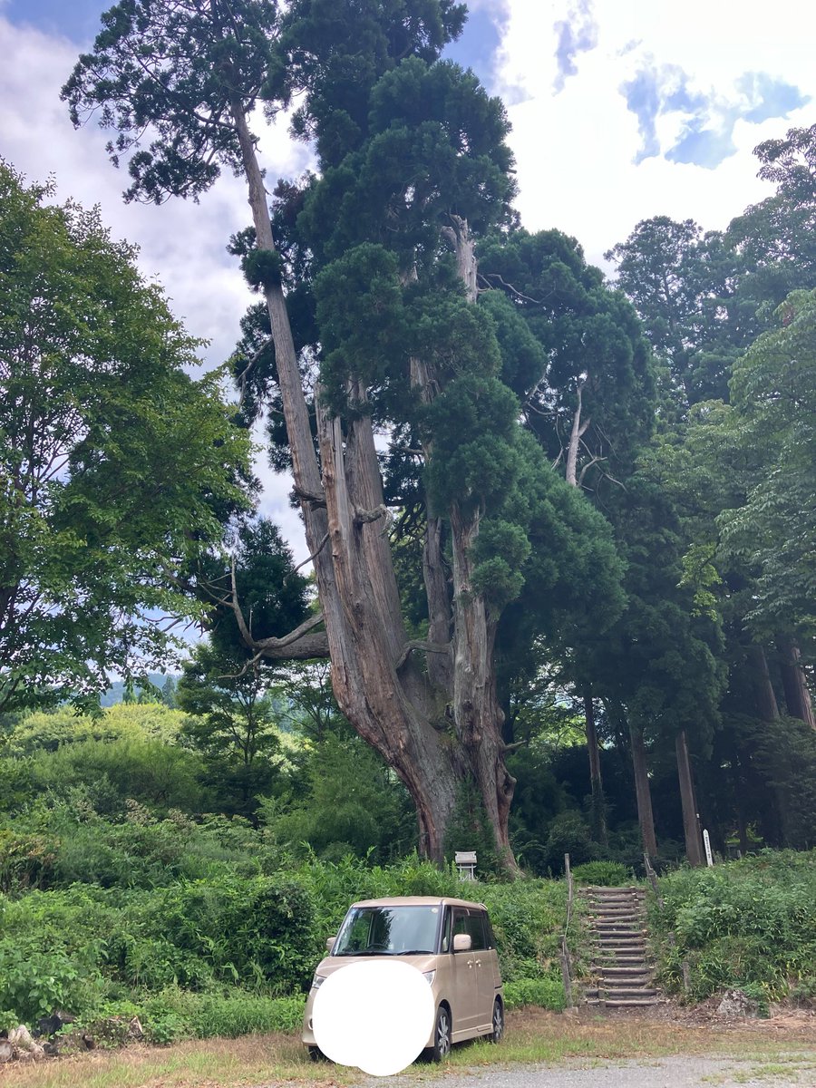 sosetsubi's tweet photo. 帰りに寄った
刑部神社

巨大な杉があった。

いい旅だった。 https://t.co/kvyJRQb16d