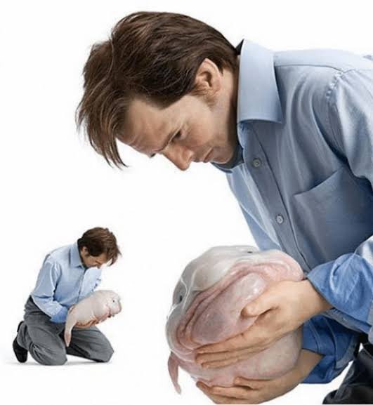 zh0gly's tweet photo. sorry for making you a blobfish, mr. fool.. https://t.co/bU8m5xqCHw