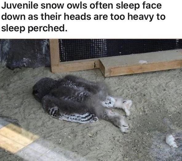 owltwting's tweet photo. https://t.co/rHcz6iV9a9