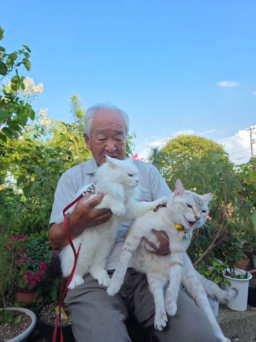 Phantom26102K's tweet photo. Ada kakek di Jepang yang rutin buat konten foto kucing di akun Instagramnya. Si kakek punya 2 kucing namanya Chouchou (putih bulu tebal, ekor hitam) dan Miko (putih abu-abu), dia sering bawa kedua kucing untuk foto-foto di taman dengan latar belakang aneka bunga yang indah. 
Suatu hari untuk menunjukkan sebagai keluarga harmonis, kakek gendong Chouchou dan Miko sekaligus buat foto. Yang terjadi adalah kedua kucing malah berantem terus dipangkuan kakek. Video dan foto mereka akhirnya viral.