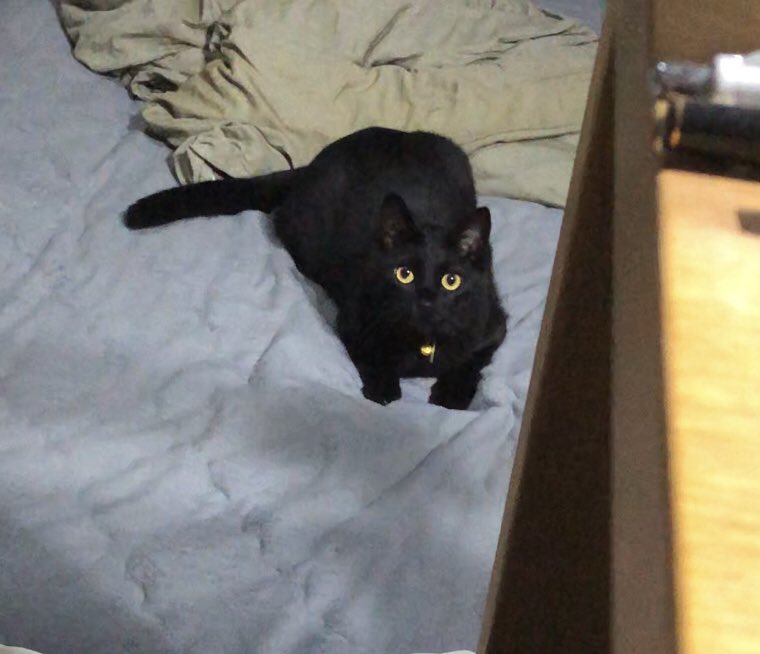 hirayan_WM's tweet photo. ゲームしてるとずっと布団からこちらを見つめている👀 https://t.co/Y7hEjnm5JE