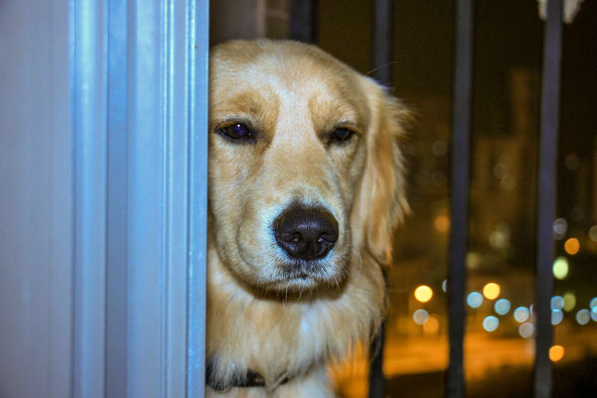 gdr_li's tweet photo. Mi perro me espera con la cola movida después de un día largo, su calor es mi mejor remedio para la soledad. https://t.co/So9qLlusxx