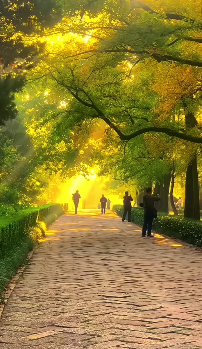 NazimDaniel4's tweet photo. Bright sun + cool breeze = perfect autumn afternoon walk ， https://t.co/V7vlfI63AH