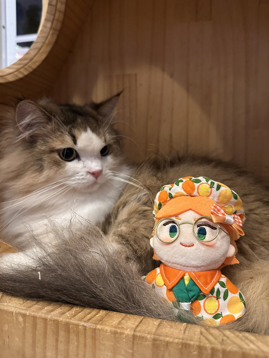 ppupil1's tweet photo. [姨媽公告］關於通販
預計下週會開少量現貨通販！
通販商品：
（1）橘子系列🍊
（2）學院蝴蝶結📚

若需🎀格紋蝴蝶結系列🎀
（7色+1特殊色）
請直接私訊姨媽喔！

謝謝大家❤️🫶❤️
附上一張帶阿邁去貓咖玩的照片！貓貓很好奇🤣 https://t.co/SW3ZmCZV8A