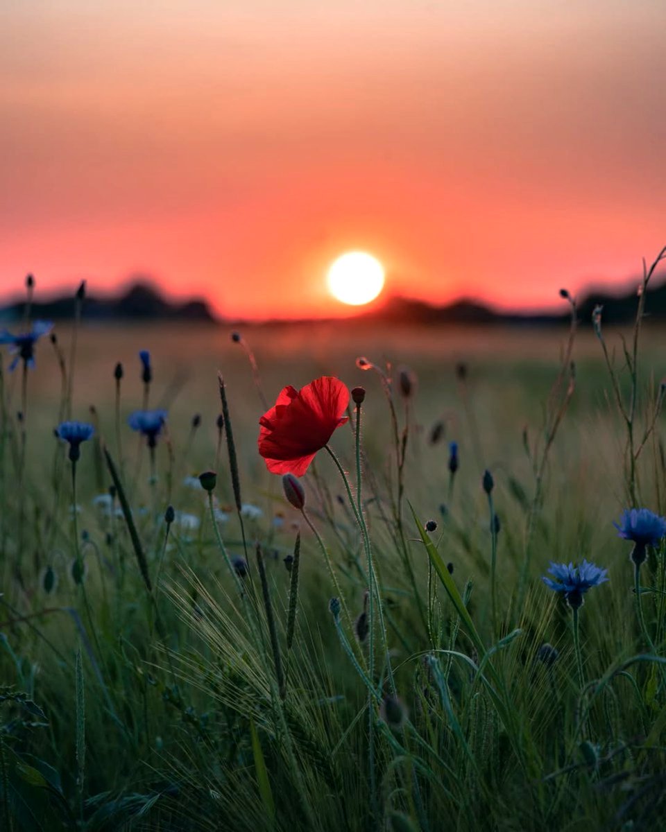 DesignSemo's tweet photo. .. beautiful walk https://t.co/c5LotQmfuF