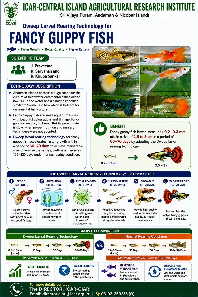 CIARIPortblair's tweet photo. Dweep Larval Rearing Technology for Fancy Guppy Fish
Achieve marketable guppy size of 2.5–3 cm in just 60–70 days, compared to 100–120 days under normal rearing conditions.
#ICARCIARI #GuppyFish #OrnamentalFish #DweepTechnology #Aquaculture #FishCulture https://t.co/G2IUt37Azw