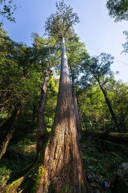arboles_magicos's tweet photo. 🌲🌙 LOS ÁRBOLES QUE GOLPEAN LA LUNA

Durante años, algo extraño aparecía en los mapas LiDAR de las montañas de Taiwán: copas que sobresalían demasiado sobre el bosque, sombras verticales que parecían errores de cálculo, árboles que, sencillamente, no podían ser tan altos. Pero lo eran. Para comprobarlo hubo que remontar ríos, atravesar barrancos y caminar durante días por bosques casi inaccesibles hasta llegar a uno de aquellos puntos perdidos en la montaña. Allí estaba, una Taiwania cryptomerioides elevándose sobre todo lo demás. Un escalador trepó hasta la copa y dejó caer una cinta métrica hacia el suelo. 84,1 metros. No era un error: acababan de medir el árbol conocido más alto de Asia Oriental. Y entonces llegó la verdadera sorpresa, porque aquel gigante no estaba solo. El análisis terminó revelando 941 árboles de más de 65 metros, once de ellos concentrados en una sola hectárea y, en otro rincón de aquellas montañas, una treintena de Taiwania creciendo juntas como las columnas de una catedral vegetal. Algunos podrían llevar allí cerca de mil años, viendo pasar generaciones enteras bajo sus copas, ocultos entre nieblas y montañas que durante siglos los mantuvieron lejos de las motosierras y de nuestra curiosidad. Los científicos hablan de “templos de gigantes”, pero los Rukai, que conocen estos bosques desde mucho antes de que existieran satélites y láseres, tienen para ellos un nombre bastante más hermoso: los árboles que golpean la Luna. Quizá lo verdaderamente extraordinario no sea que exista un árbol de 84 metros, sino descubrir que, en un planeta que creemos haber explorado por completo, todavía quedan bosques capaces de guardar gigantes en silencio.

🌳 Los Árboles Mágicos

#LosÁrbolesMágicos #ÁrbolesGigantes #Taiwania #BosquesAntiguos #Taiwán #Naturaleza #Biodiversidad