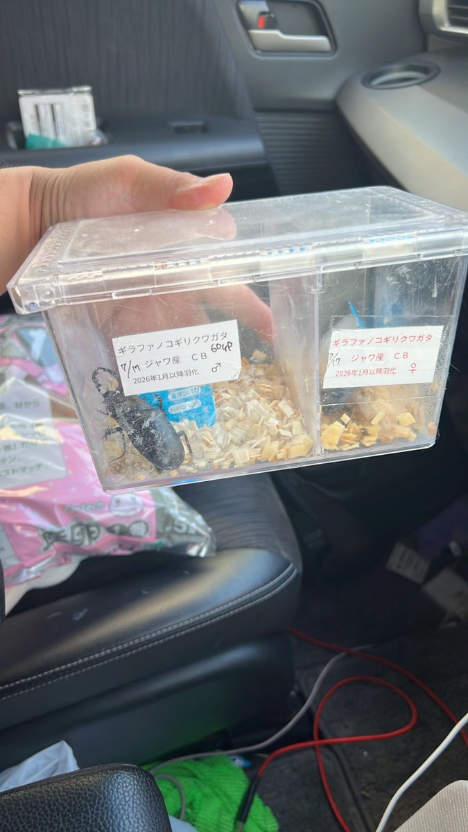 NSyuto's tweet photo. この時期はペットショップでかなり安い個体が多い^_^
ギラファノコギリクワガタのペアをケース付き1700円でゲット🥰 https://t.co/ExEj0yPW0e