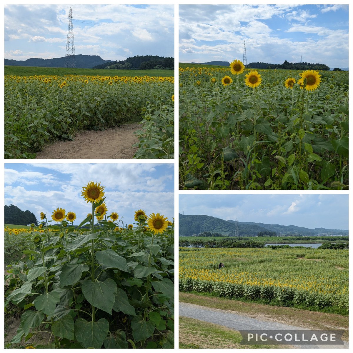 Astj0306's tweet photo. 亘理町逢隈田沢にある「おおくま花畑」に行きました。クリムゾンクローバーに変わって、現在は一面のひまわり🌻畑が見事です😊花はすべて海の方向を向いています。セミたちの鳴き声、鳥たちのさえずり、とんぼ、蝶々、蜂が飛び回る。多くの人たちが眺めに来ていました。川辺を吹く風が爽やかでした。 https://t.co/Oj59oNponP