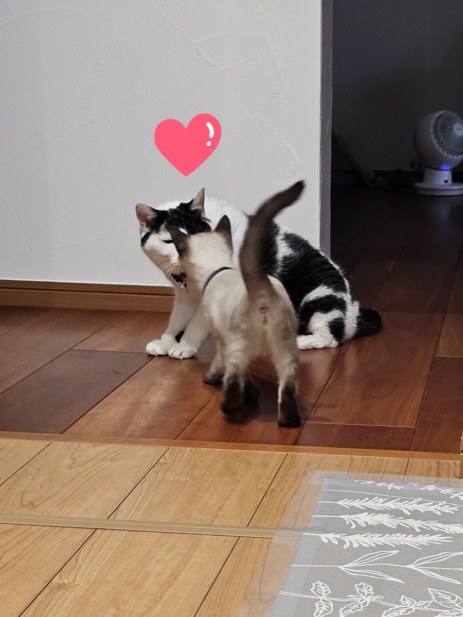 tuyusalt's tweet photo. 鼻チュー♥️
少しずつ距離が縮まってきました😚
#子猫 #鼻チュー https://t.co/mQul9ir7nb