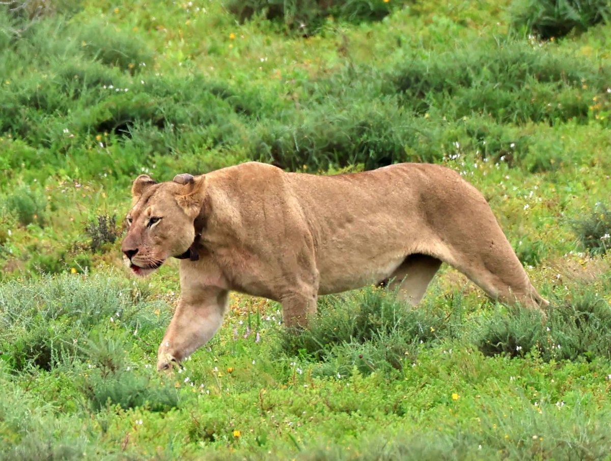 SANParksAENP's tweet photo. Lunch time in #AddoElephantNationalPark 🦁📷Sandra Miler Dill-Franzen #LiveYourWild #WildBackYard @SANParks https://t.co/W3UBGgqrSv