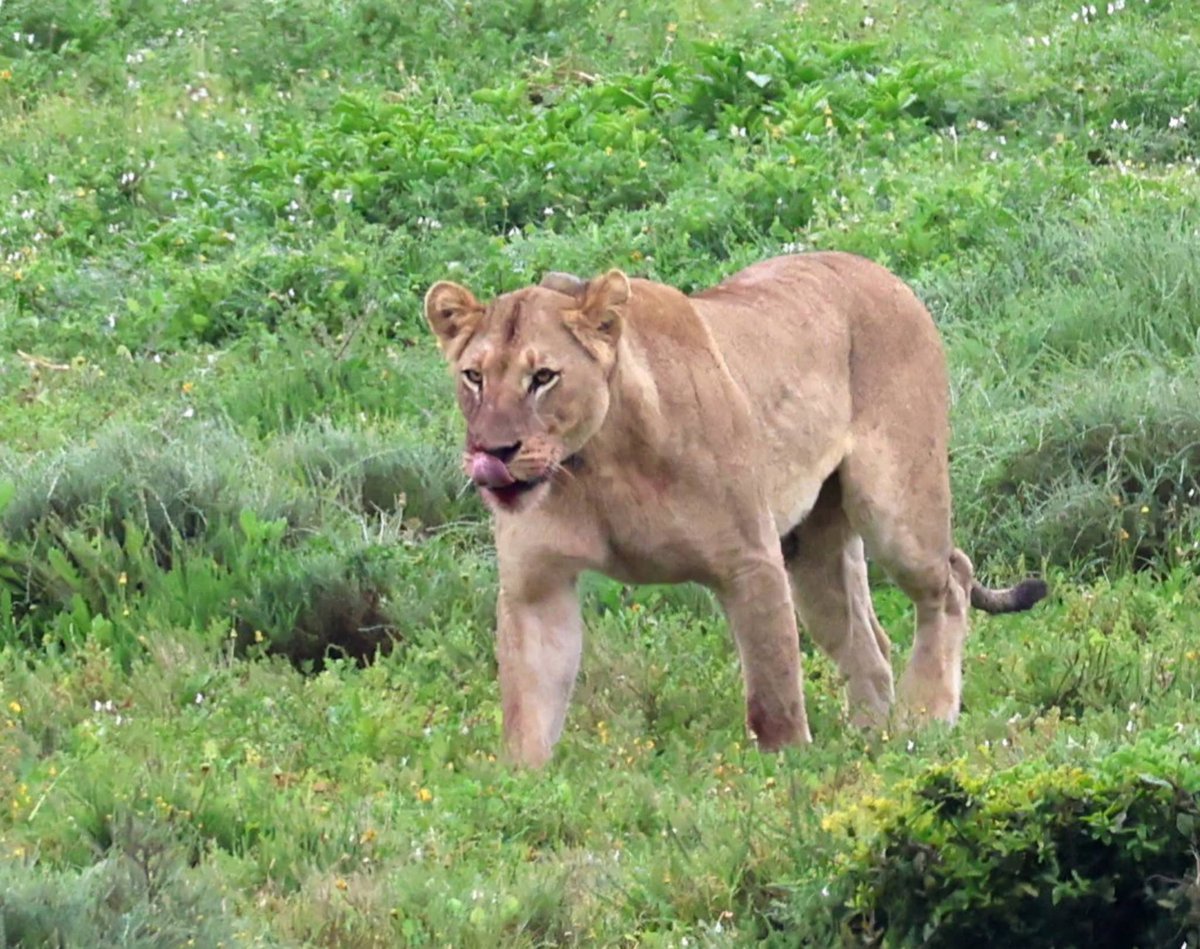 SANParksAENP's tweet photo. Lunch time in #AddoElephantNationalPark 🦁📷Sandra Miler Dill-Franzen #LiveYourWild #WildBackYard @SANParks https://t.co/W3UBGgqrSv