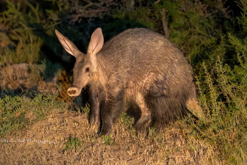 SANParksMZNP's tweet photo. An Aardvark seen during a night drive in #MountainZebraNationalPark 📷Bertie JvR Photography #LiveYourWild #WildBackYard @SANParks https://t.co/PnnH3OOQSU
