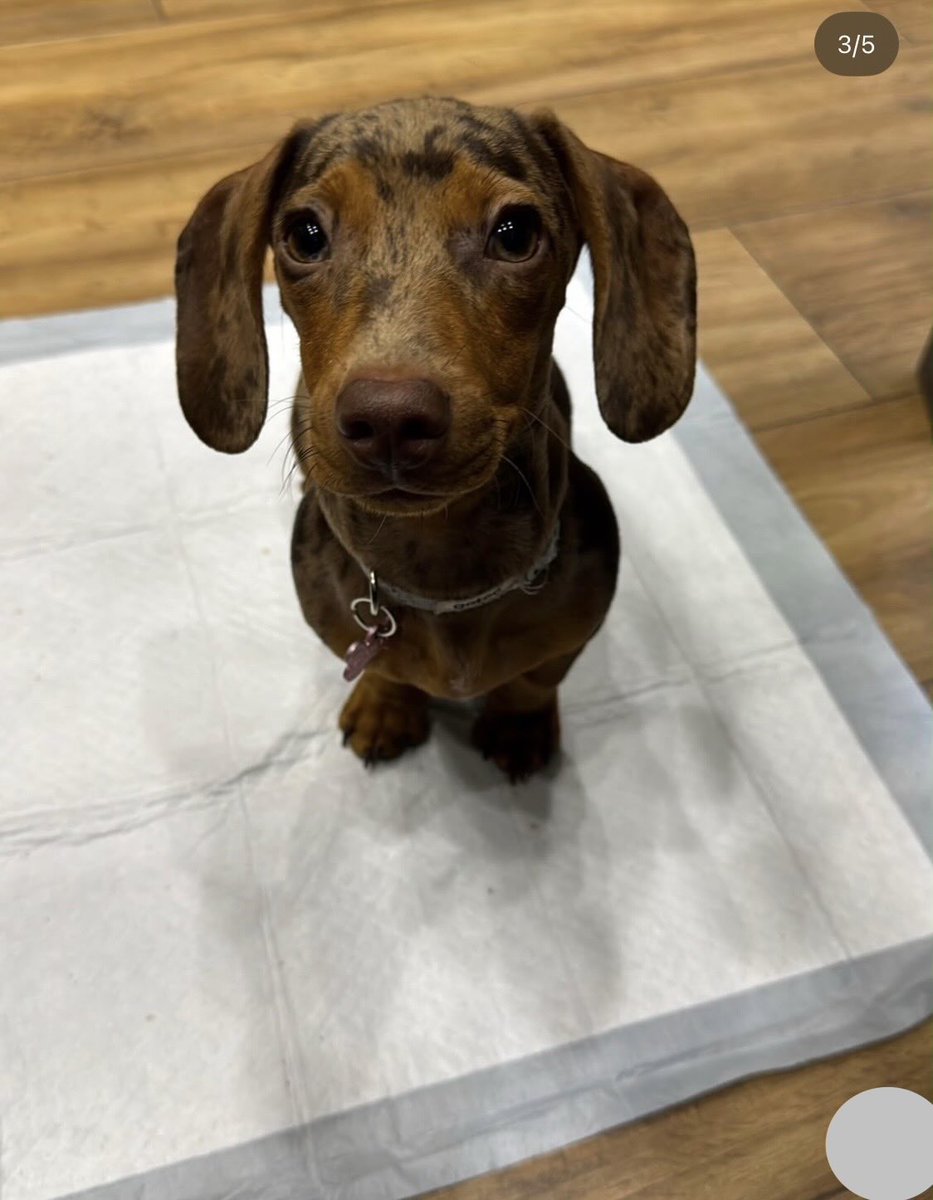 APRILBYMGPARIS's tweet photo. Aidez-nous à retrouver Jean-Luc ! Elle n’a pas pu disparaître !!! 🙏🏻🙏🏻🙏🏻 Merci ! Partagez partagez ! Nous avons besoin de votre aide !

@vigipets 

#ChienPerdu #animauxperdus #chiendisparu https://t.co/dsyPSdSPpc