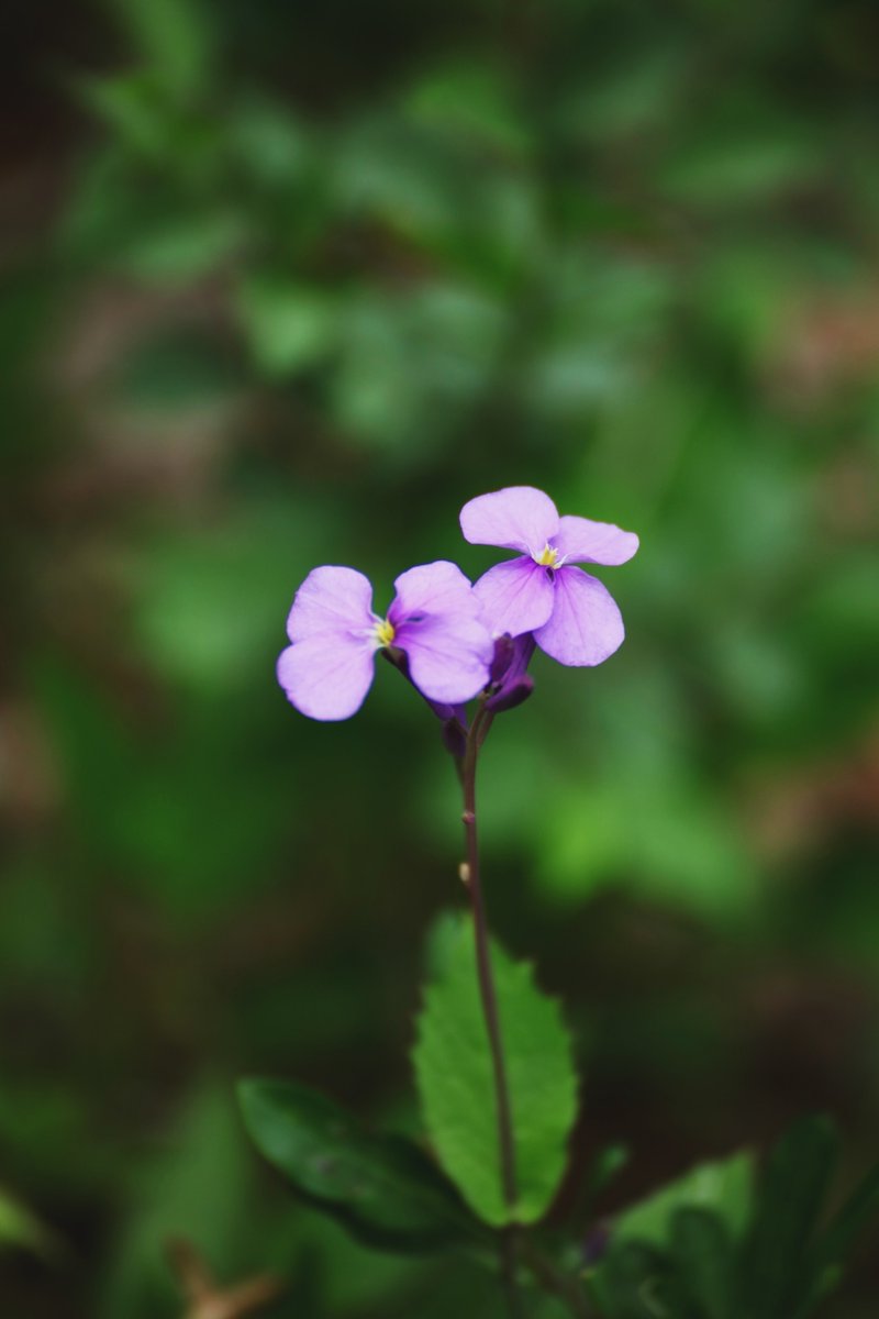 Racksonrakon's tweet photo. Quieres empezar en la fotografía Usa tu smartphone, ajusta el enfoque y captura momentos simples. Empieza hoy! https://t.co/IfMkrH37uC