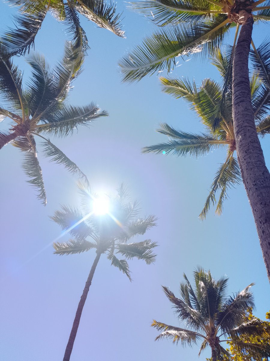milf69hlr's tweet photo. #palmtrees #sun #beach https://t.co/XPb29W16yz