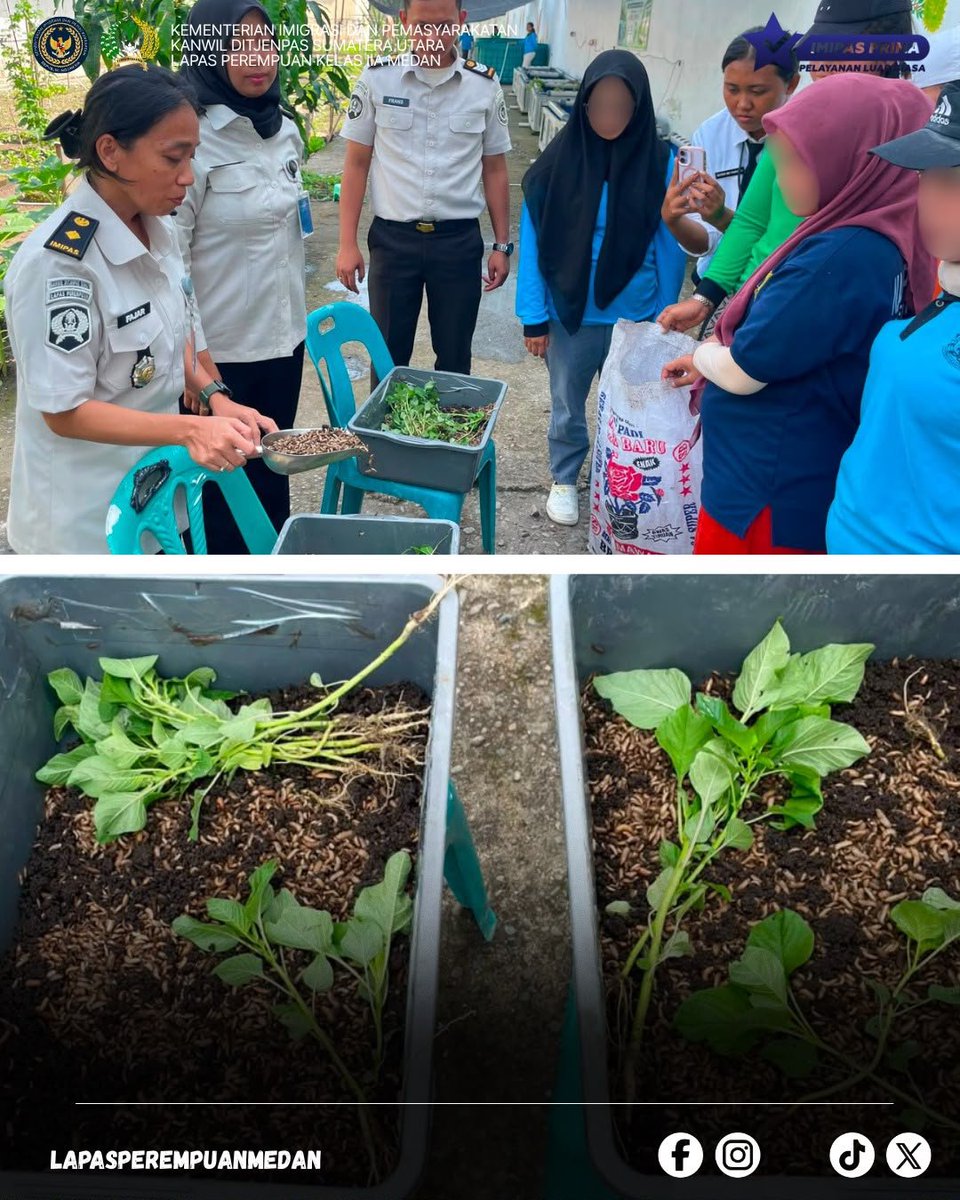 lppmedan's tweet photo. DARI LIMBAH MENJADI BERKAH, WB LAPAS PEREMPUAN MEDAN BELAJAR BUDIDAYA MAGGOT!🐛🥦✨🔥 https://t.co/uTWEO9cuvQ