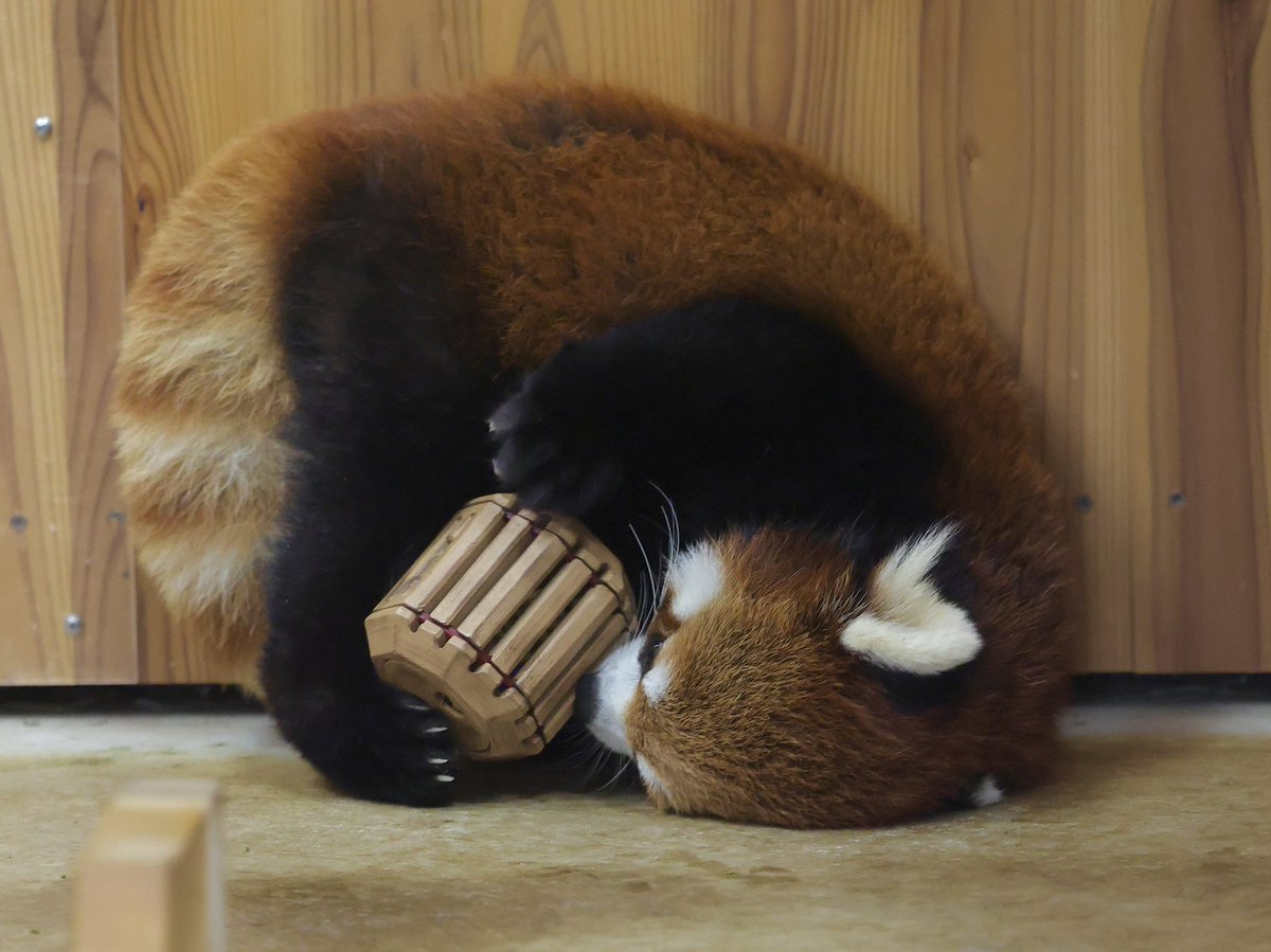 bara6021762's tweet photo. フィーダーの中に入ってるペレットを真剣に取り出そうとしてるけど奥に居る大好きな飼育員さんが気になり見つめる杏香ちゃん。
8月22日
#豊橋市総合動植物園公園
#のんほいパーク豊橋
#杏香 https://t.co/IrmTbXHwNF