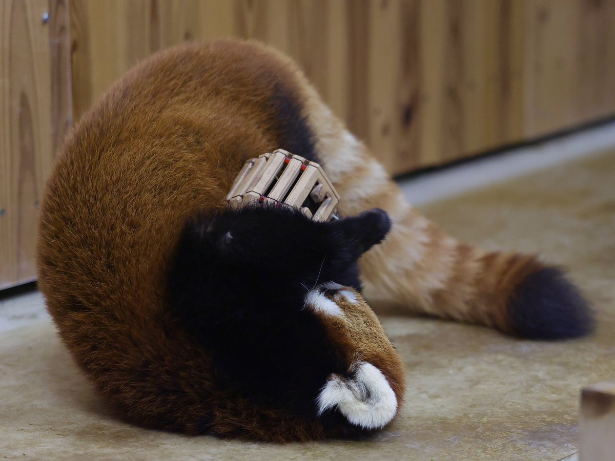 bara6021762's tweet photo. フィーダーの中に入ってるペレットを真剣に取り出そうとしてるけど奥に居る大好きな飼育員さんが気になり見つめる杏香ちゃん。
8月22日
#豊橋市総合動植物園公園
#のんほいパーク豊橋
#杏香 https://t.co/IrmTbXHwNF